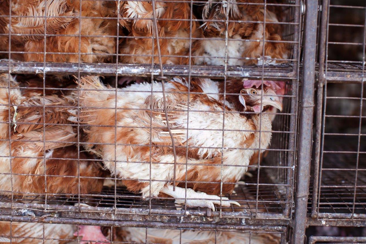 Chickens in a cage. Birds in a cage. Bird’s farm. Animals abuse.